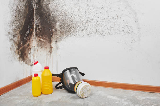 Best Fast Mold Removal  in Ringgold, LA
