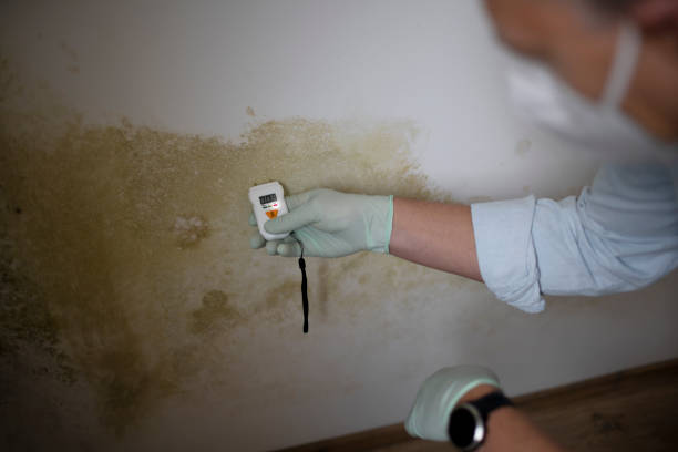 Attic Mold Removal in Ringgold, LA
