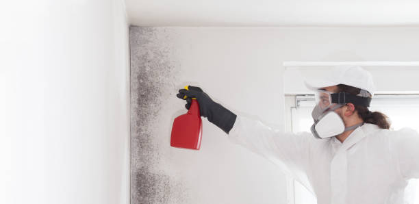 Best Commercial Mold Removal  in Ringgold, LA