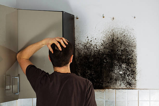Best Attic Mold Removal  in Ringgold, LA