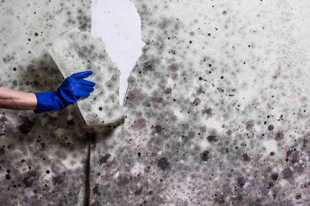 Best Certified Mold Removal  in Ringgold, LA